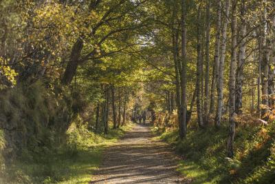 Two people walking along a tree lined forest path on the Deeside Way.