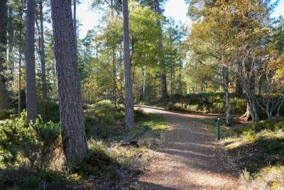 A wide forest path with waymarker and surrounding trees in Anagach woods.