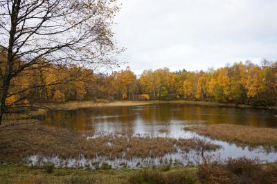 Autumnal trees around a lochan in Craigellachie nature reserve.