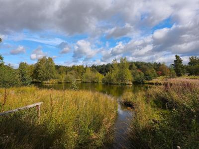 Image of Kingussie Glebe Ponds with long grass in the foreground and trees in the background.