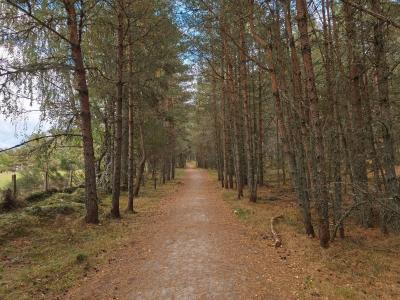A level woodland path with trees on either side