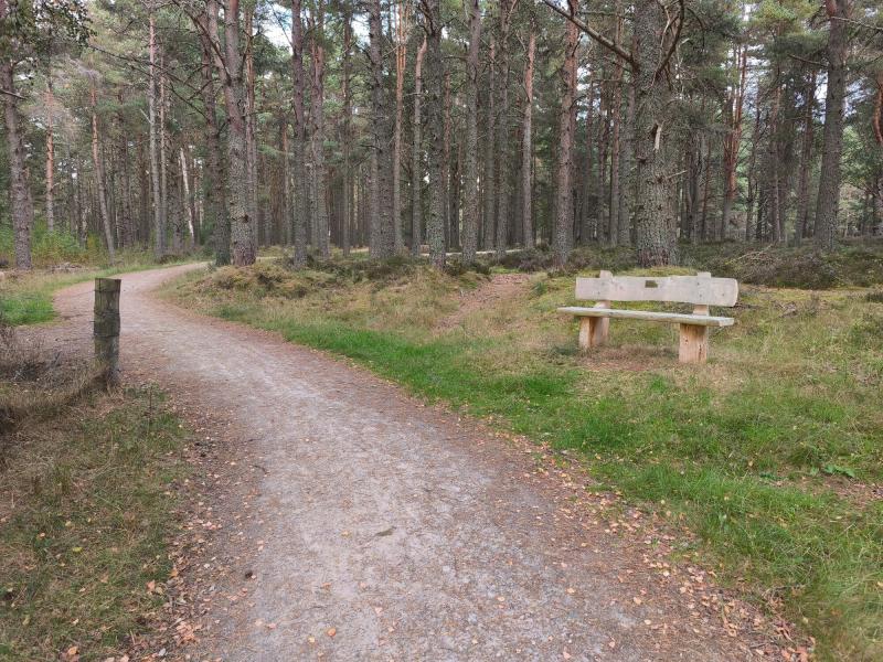 A wooden bench next to an accessible trail through the woods of Boat of Garten