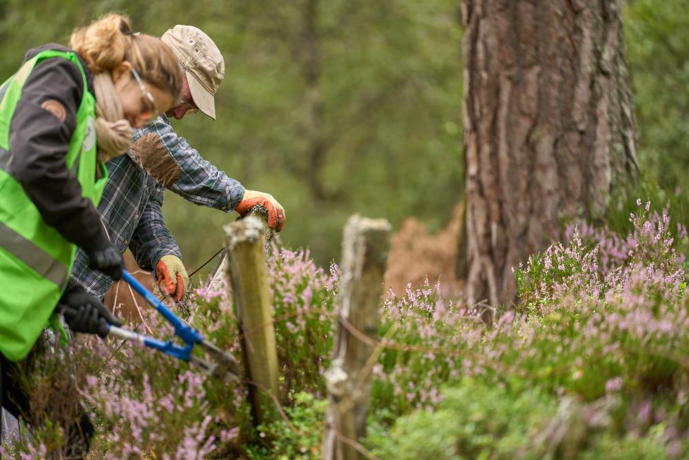 Two volunteers wearing safety glasses and gloves mend a wood and wire fence next to a tree and some heather in Anagach Woods, near Grantown-on-Spey.