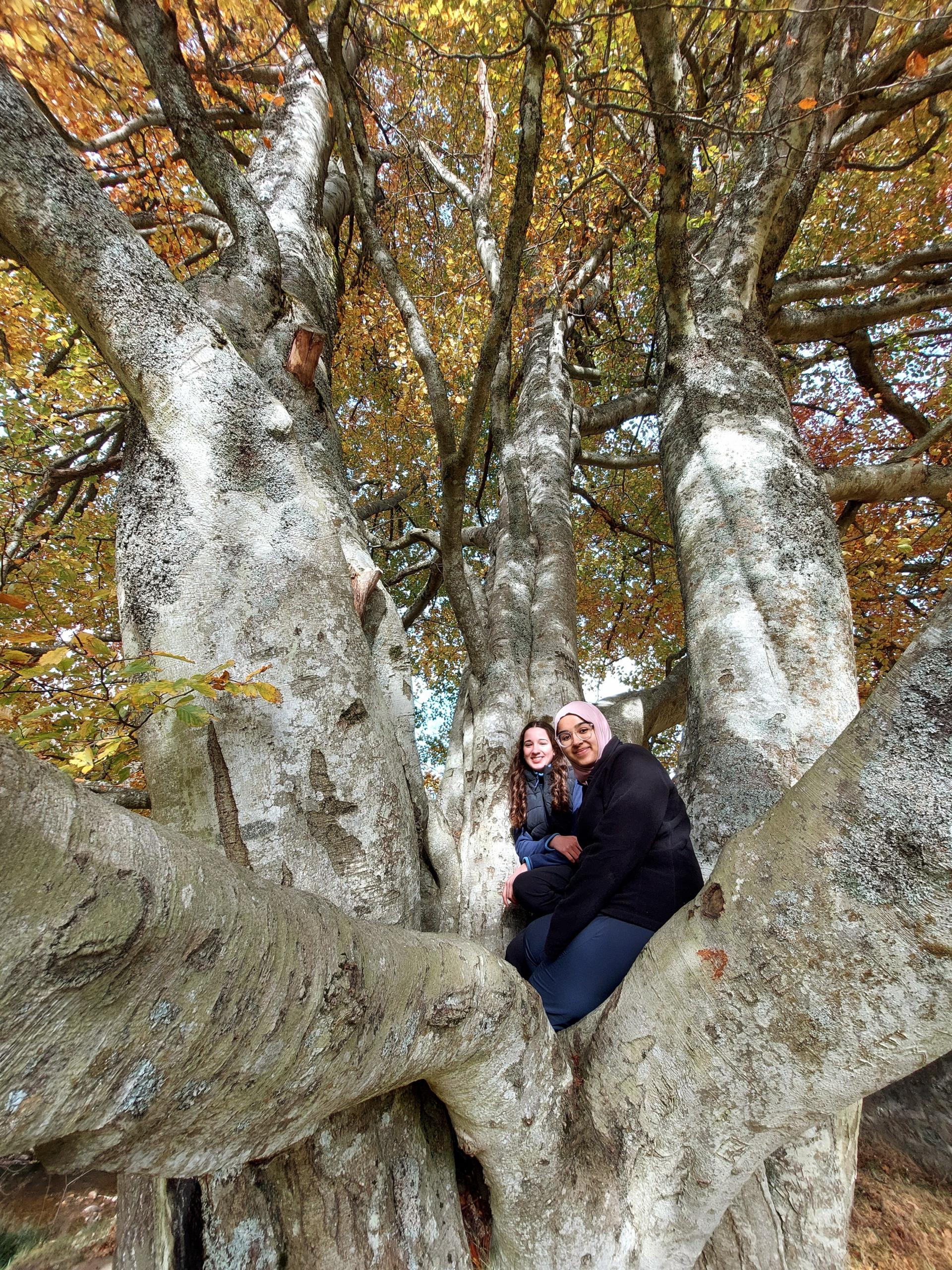 Junior rangers climbing a tree in Glen Tanar.