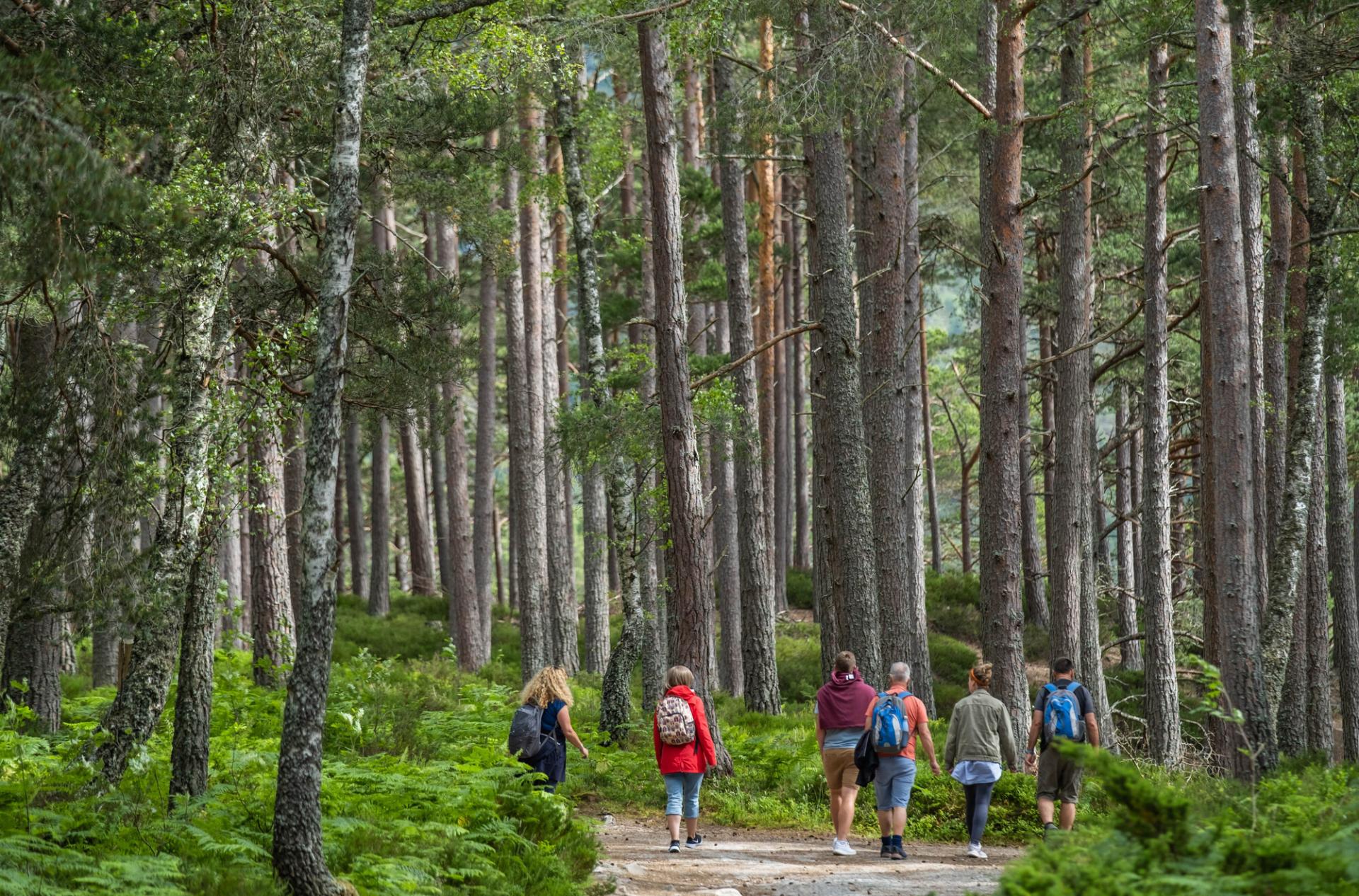 A group of people walking on woodland trail surrounded by trees.