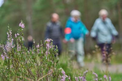 A close up of vegetation with blurred walkers in the background
