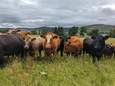 cows and calves facing the camera, grazing in long grass