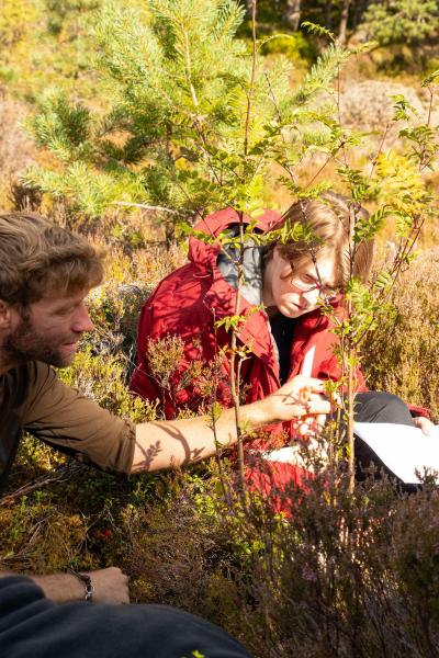 Two people surveying young trees.
