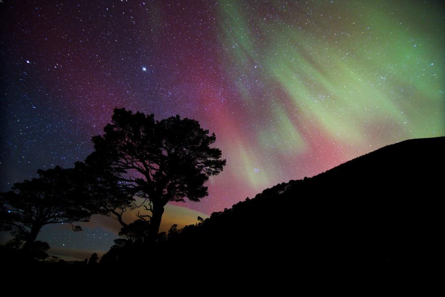 The aurora visible in the night sky with the silhouette of a tree in Tomintoul and Glenlivet