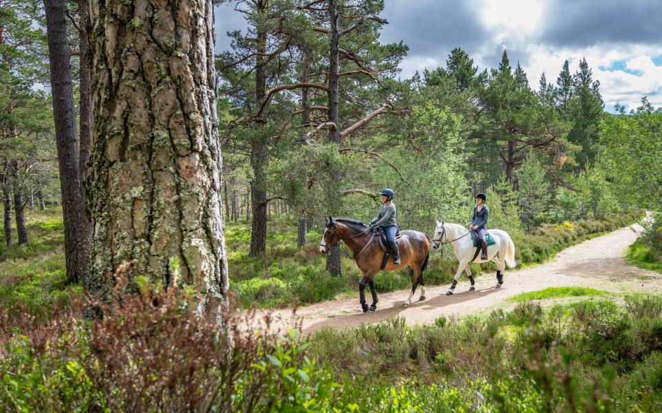 Two people riding horses on a forest trail at Alvie estate