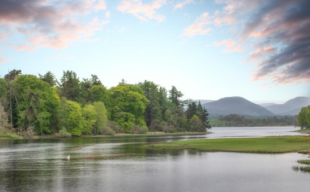 A swan on Loch Inch with trees and hill in background.