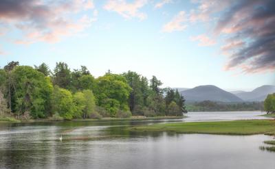 A swan on Loch Inch with trees and hill in background.