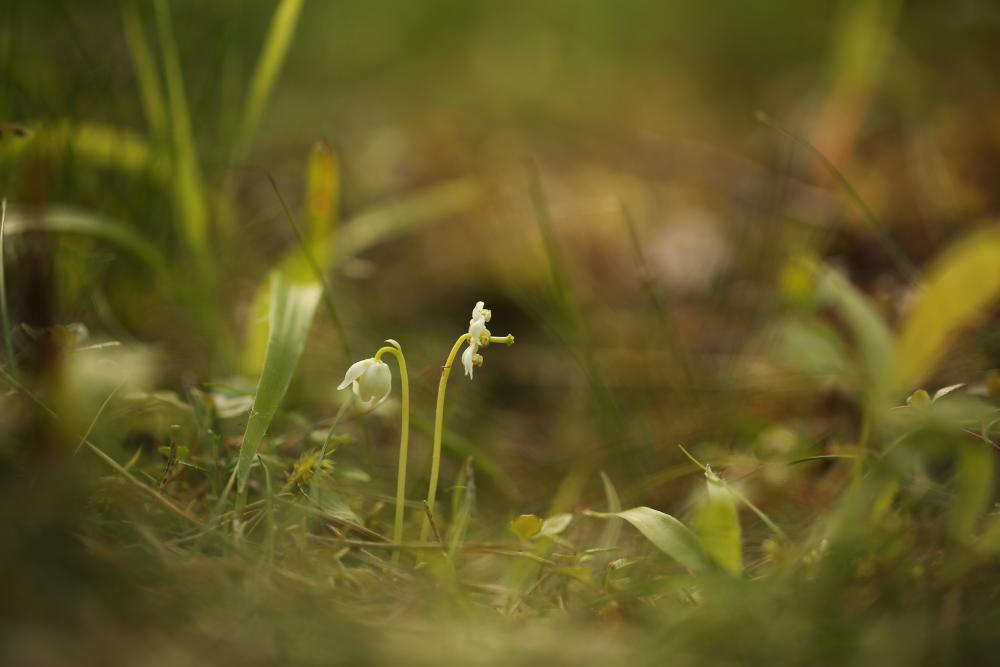 Photo of delicate plant with white bell