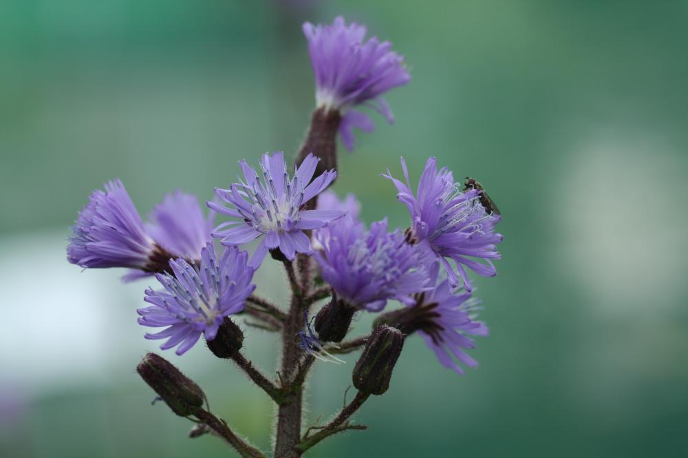 Close up of an alpine blue-sow-thistle