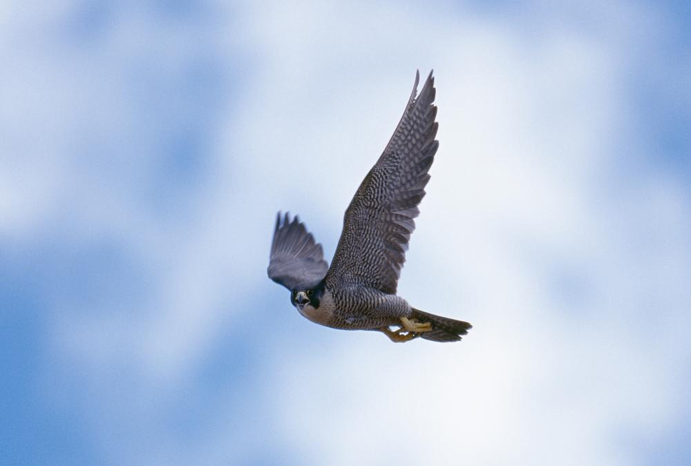 Peregrine falcon in flight.