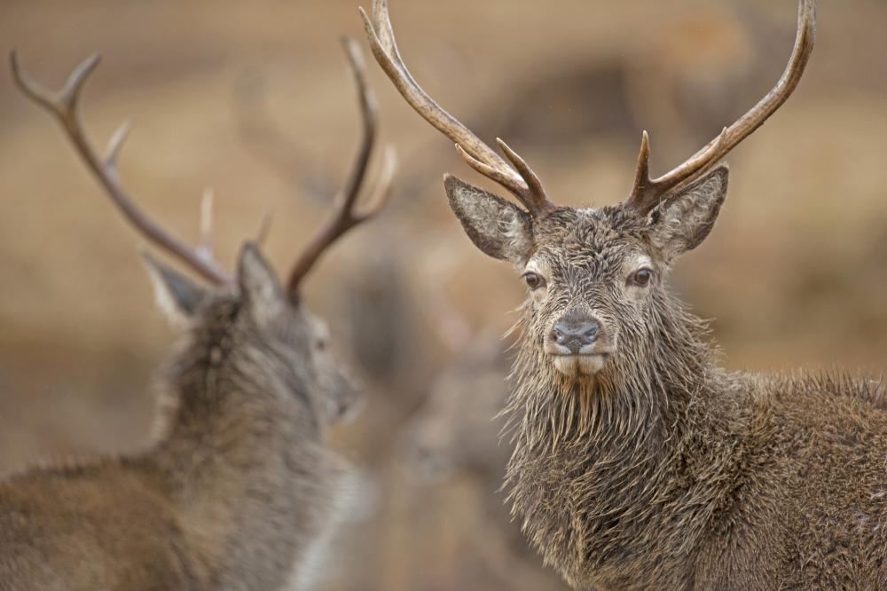 Two red deer stag, one looking at the camera, the other in the background looking away.