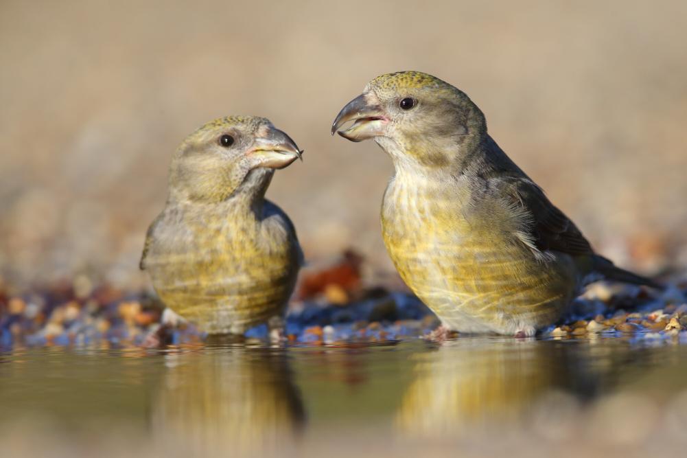 Two crossbills standing in water