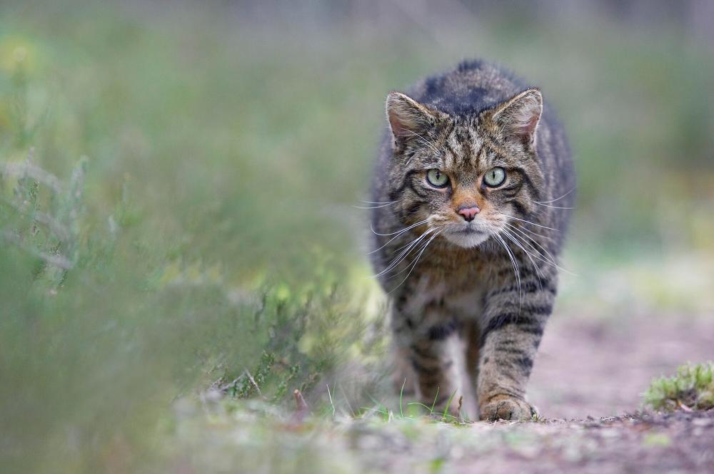 Scottish wildcat (Felis sylvestris) stalking along track in pine forest staring straight at camera