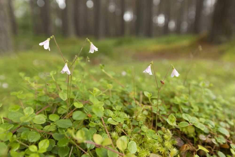 Two twinflowers in a forest clearing