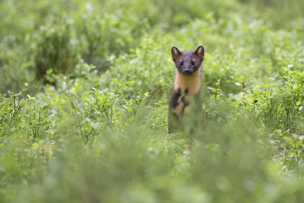 Pine marten (Martes martes) foraging in pine woodland