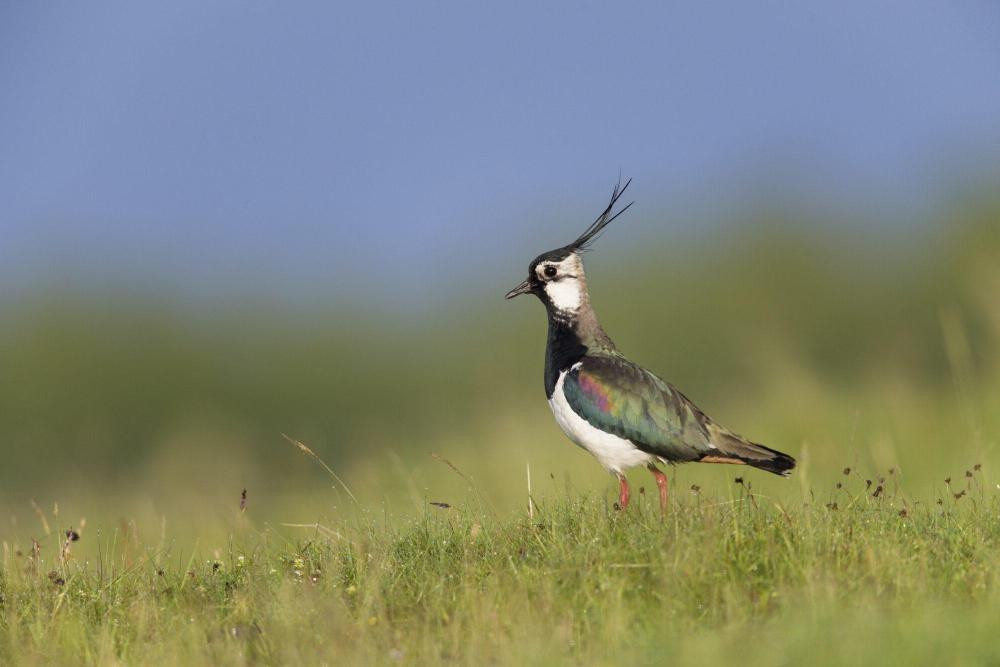 An adult male lapwing standing in a field.