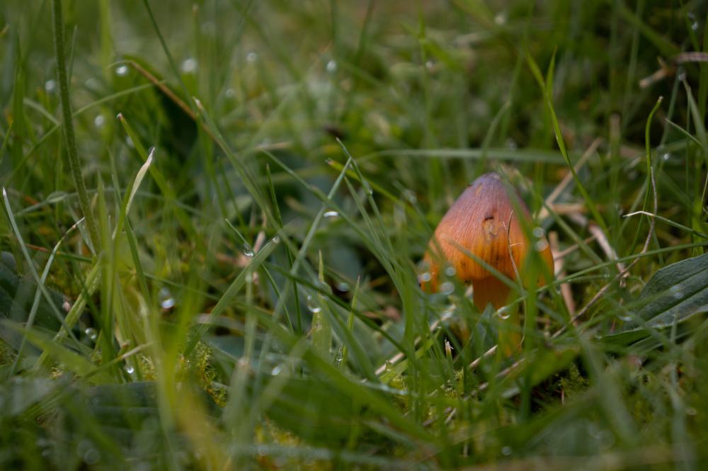Waxcap mushroom in long grass.