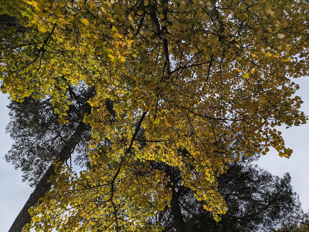 Looking up at an aspen tree