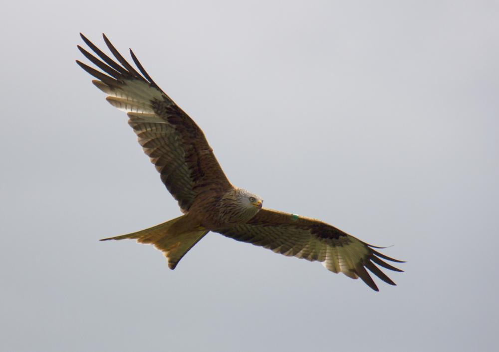 Photo of a kite flying from beneath,