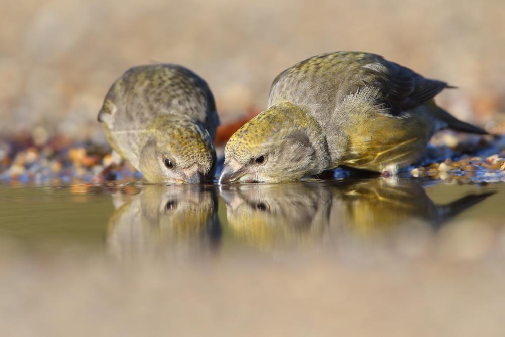 Two Crossbill drinking at waterside