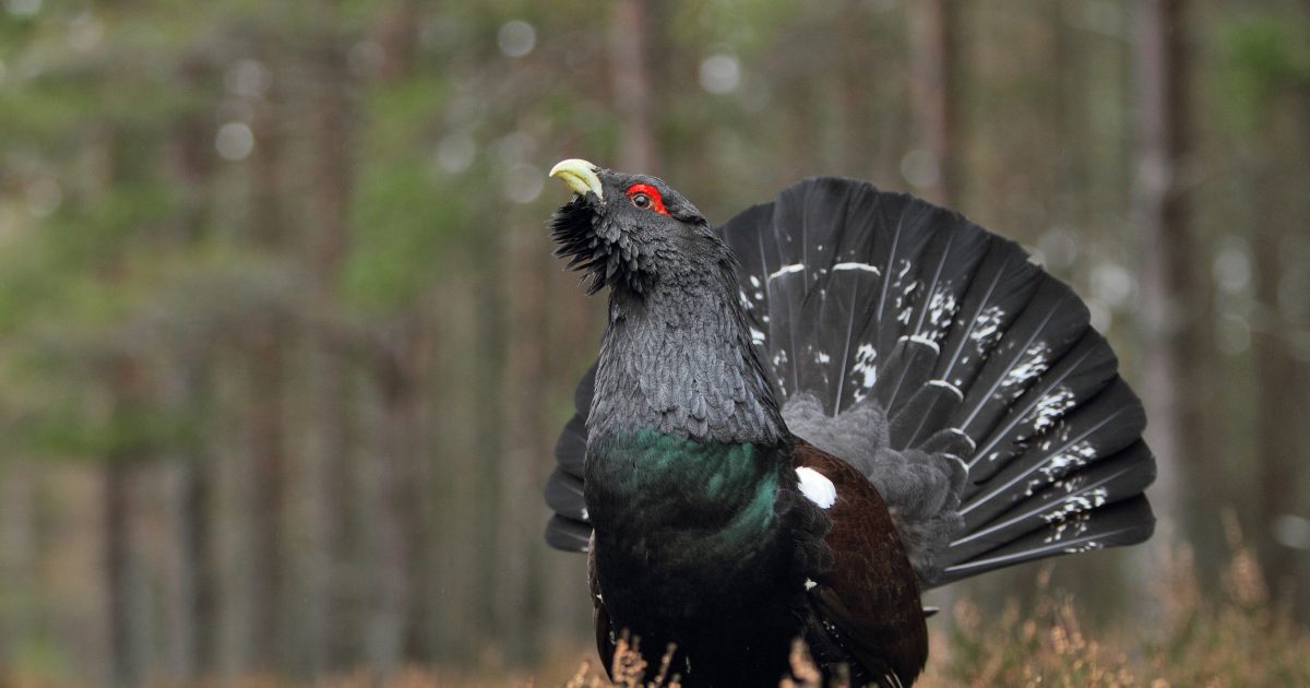 Otni tomosha qiling Lateks lezbiyen qullik fotosuratlar