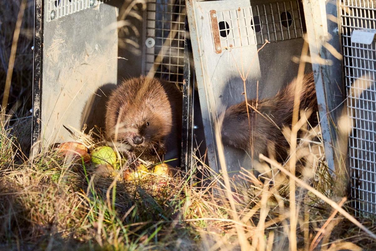 Two beavers emerging from metal crates onto grassland.
