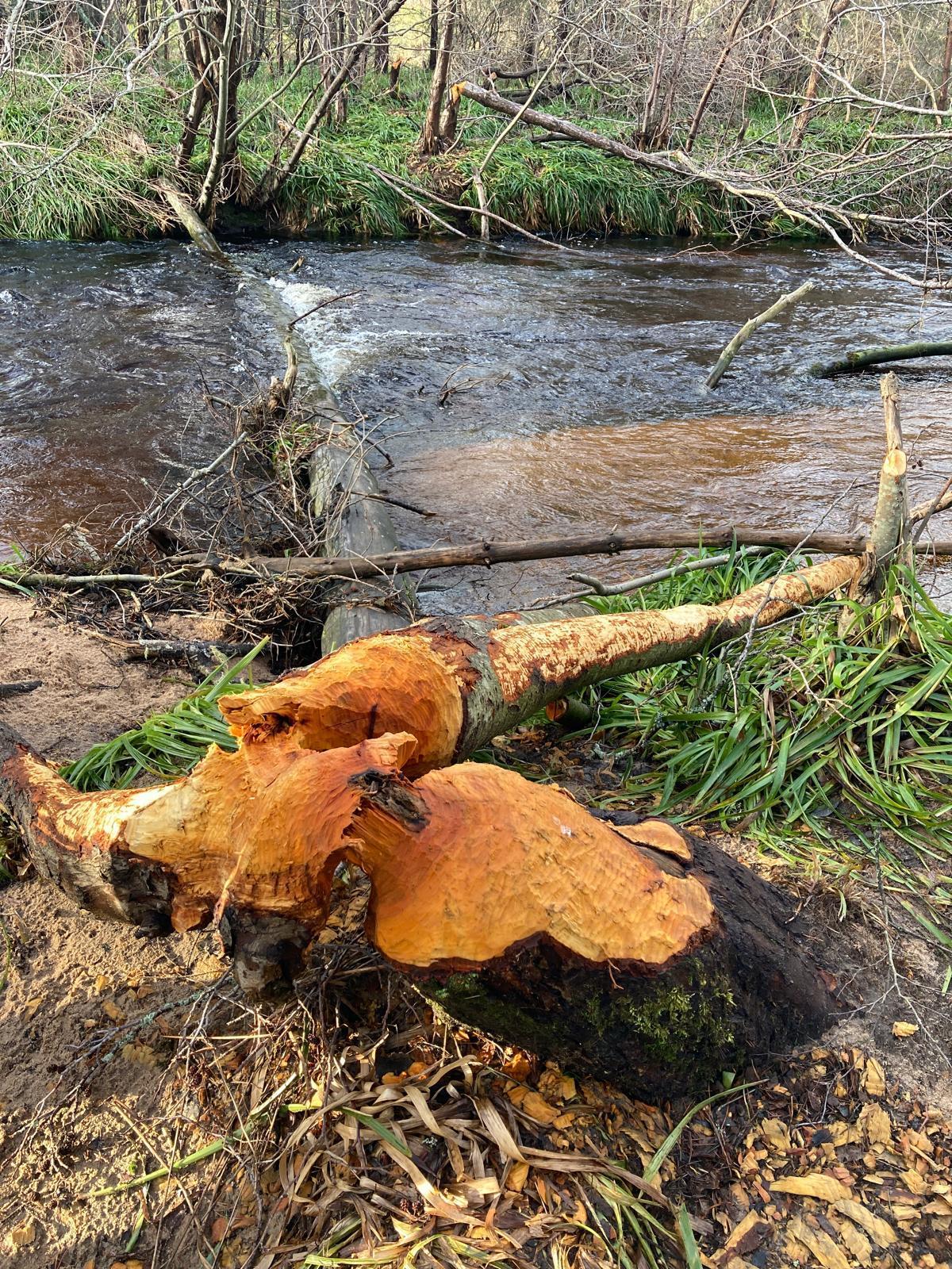 Beaver chewed logs and tree stump