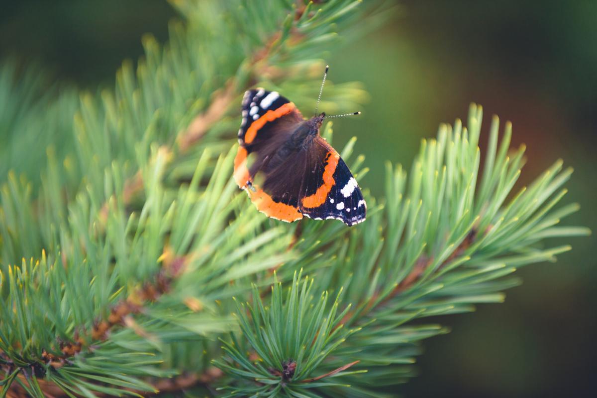 Red Admiral butterfly on Scots Pine.