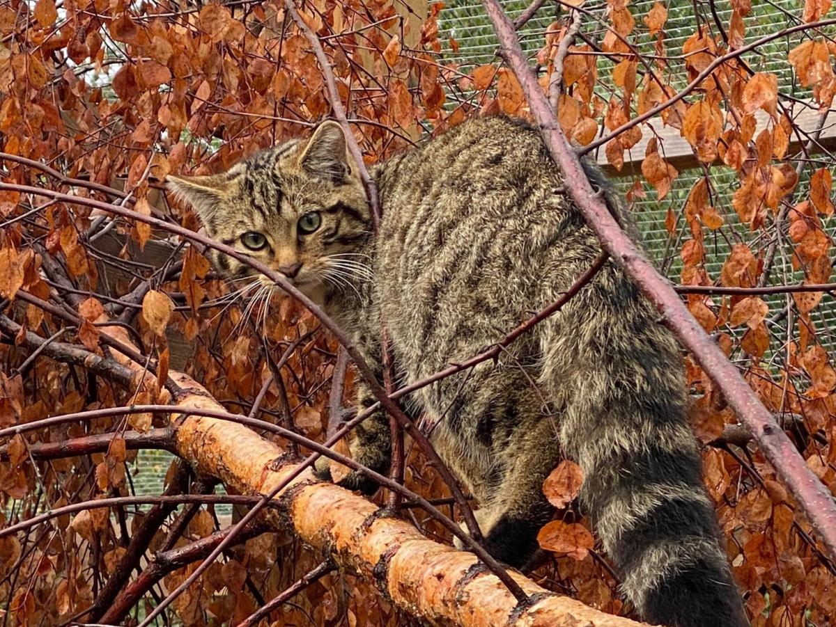 Wildcat at the Saving Wildcats breed for release centre at Highland Wildlife Park
