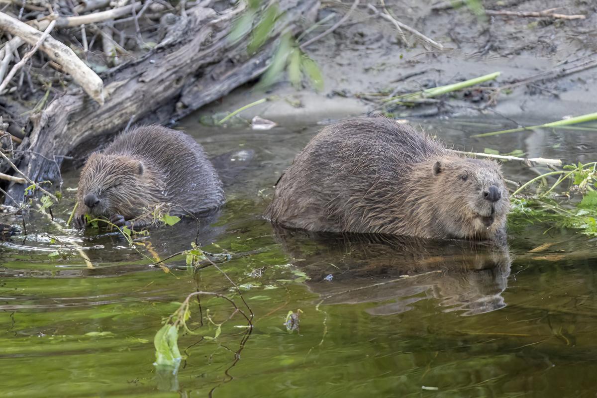 Two beavers eating at the waters edge.