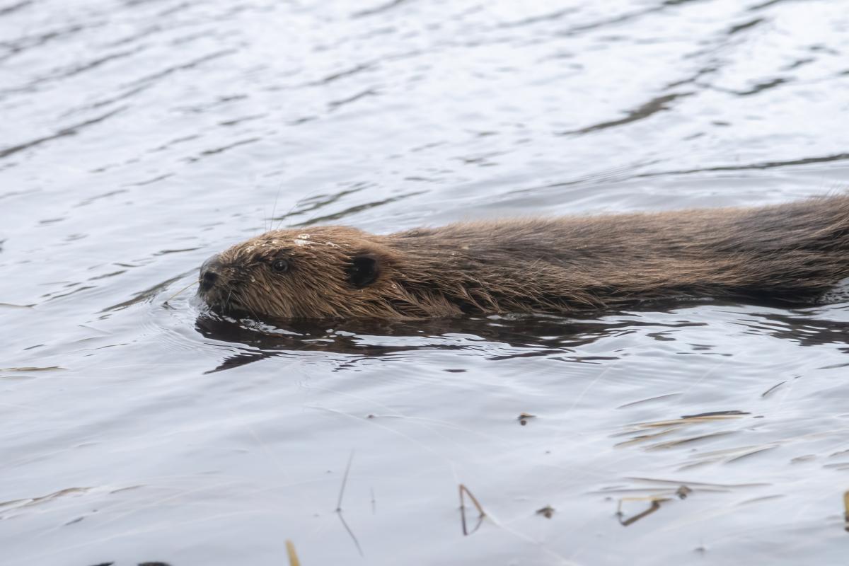 Close up of a beaver swimming through water