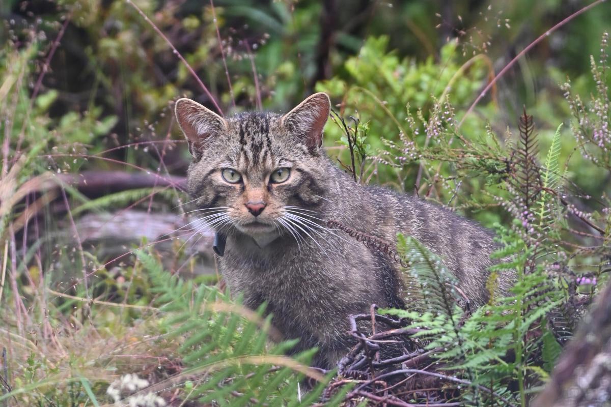 Wildcat wearing a GPS location collar
