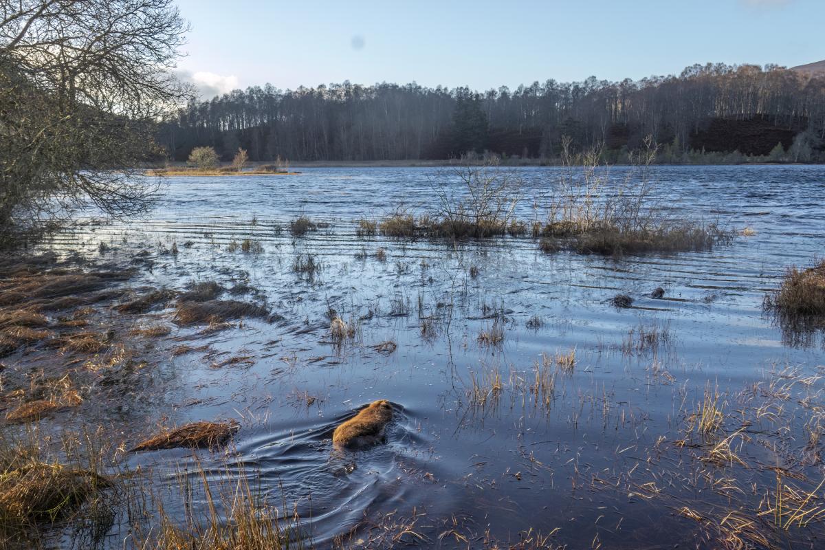 A beaver swims into a loch framed by trees under blue sky.