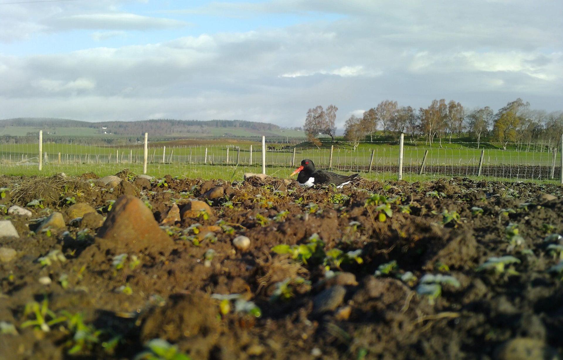 An oystercatcher resting in an earthy field.