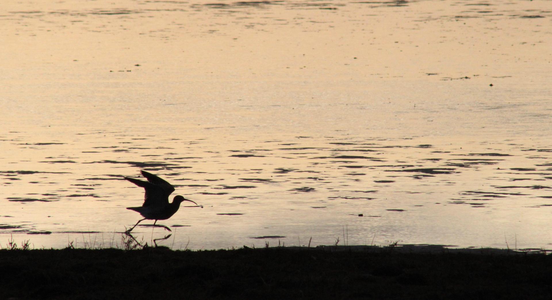 Silhouette of a curlew taking flight across the water