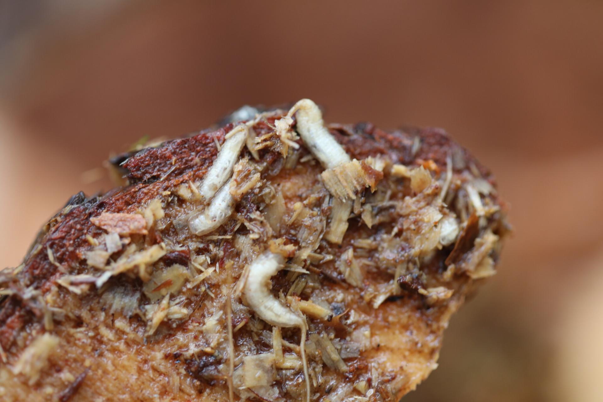 Pine hoverfly larvae
