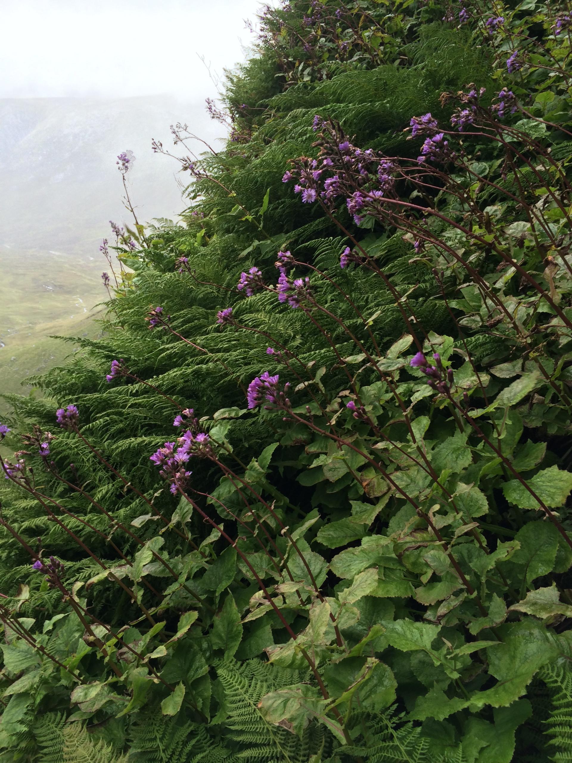 Alpine blue-sow-thistle on a hill side