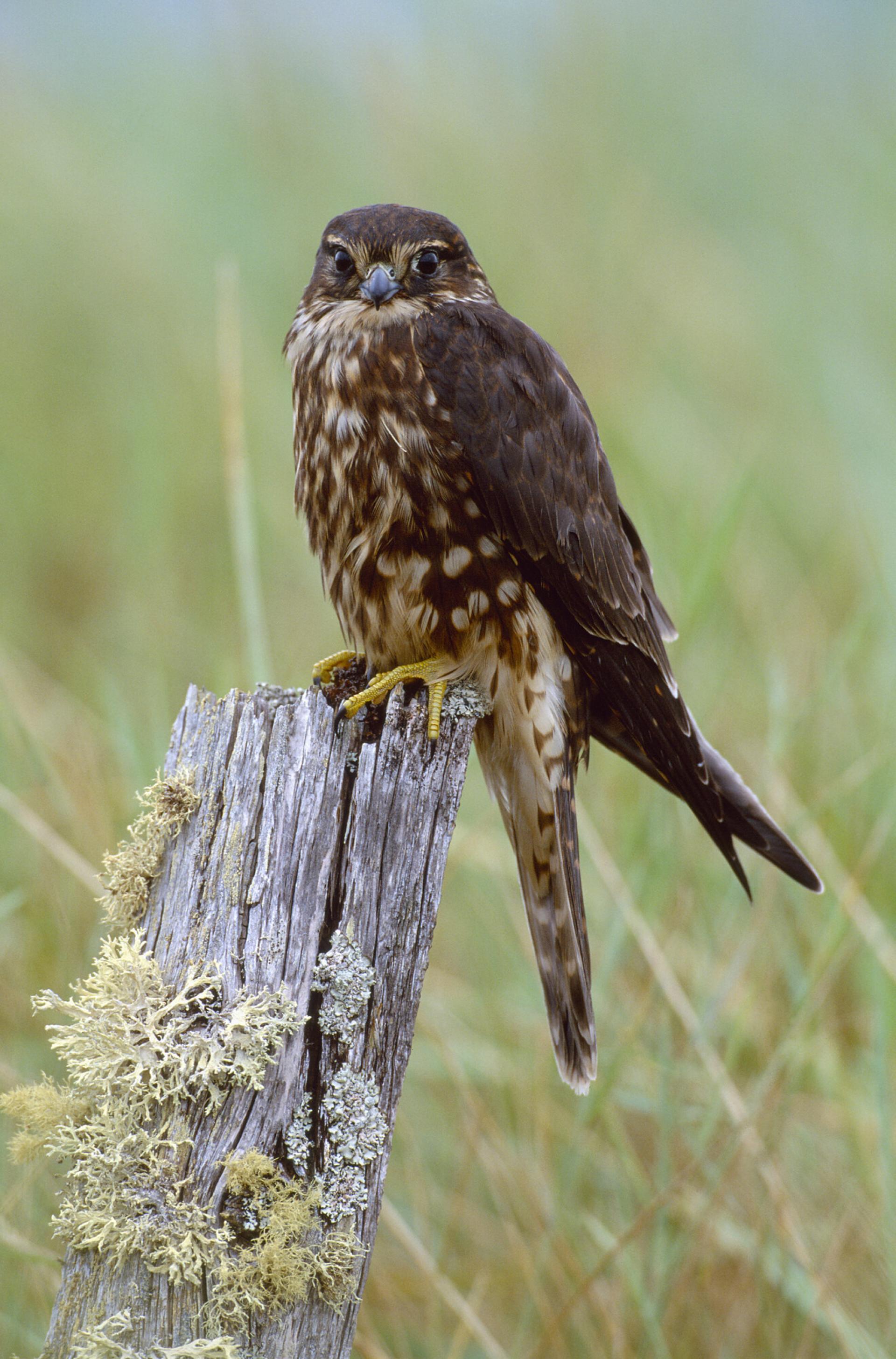 Merlin, bird of prey on post in field