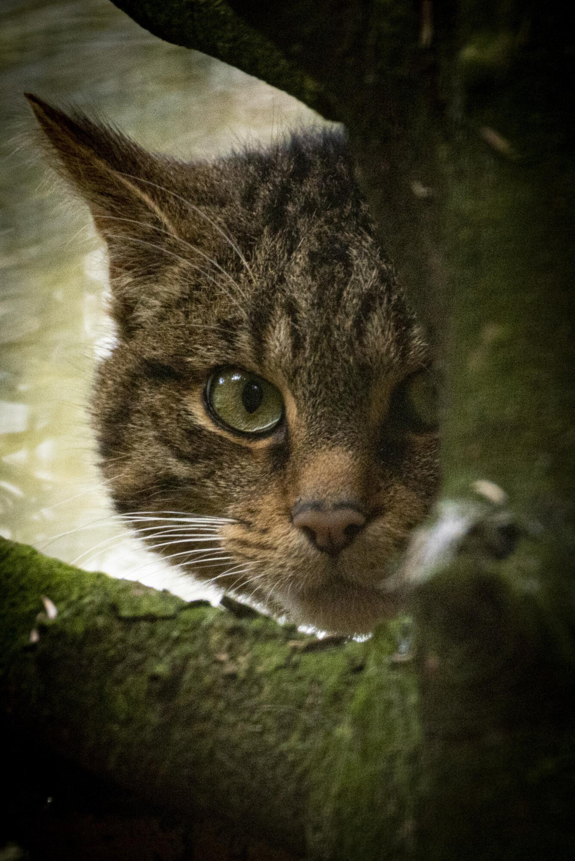 Scottish wildcat  behind tree branch