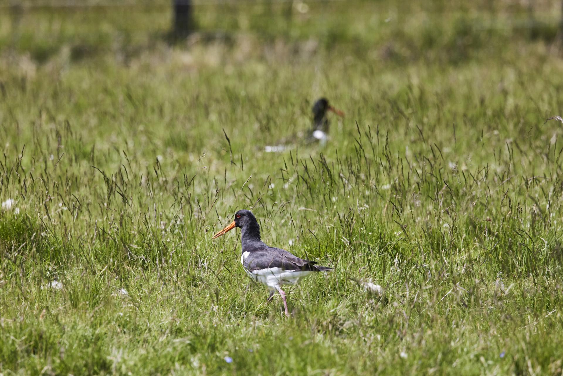 Two oystercatchers in a field.