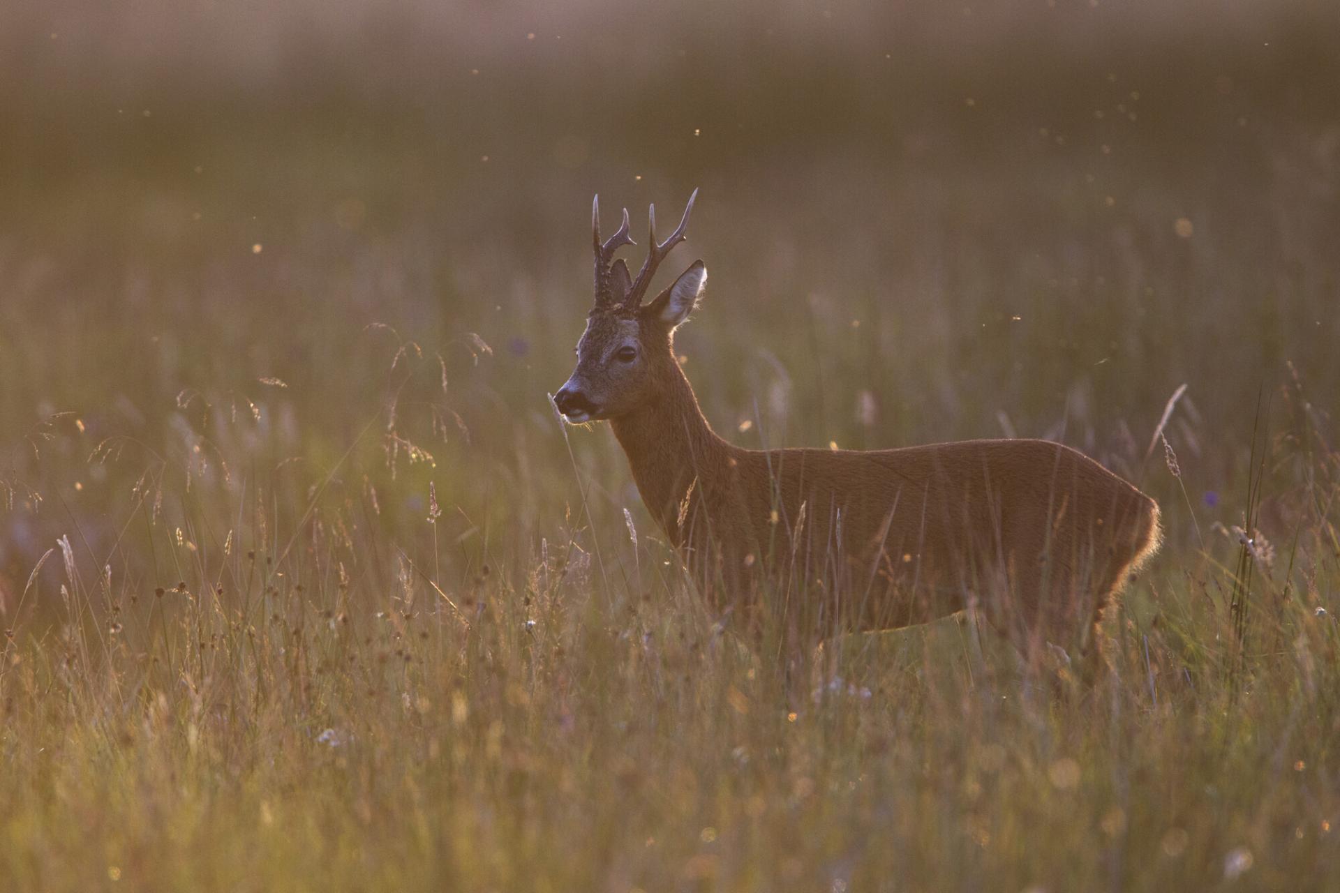 A roe deer buck standing in a field of long grass