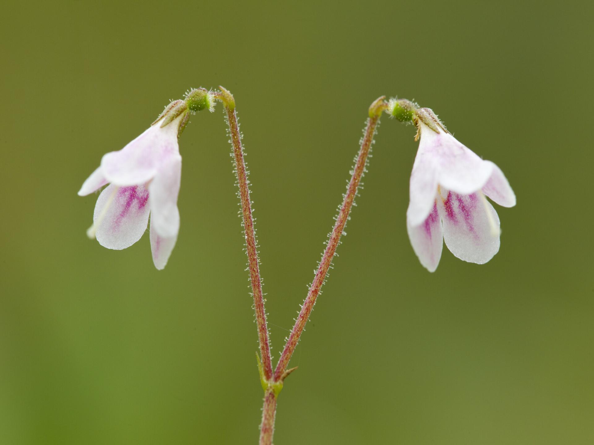 Twinflower (Linnaea borealis) in flower in pine woodland