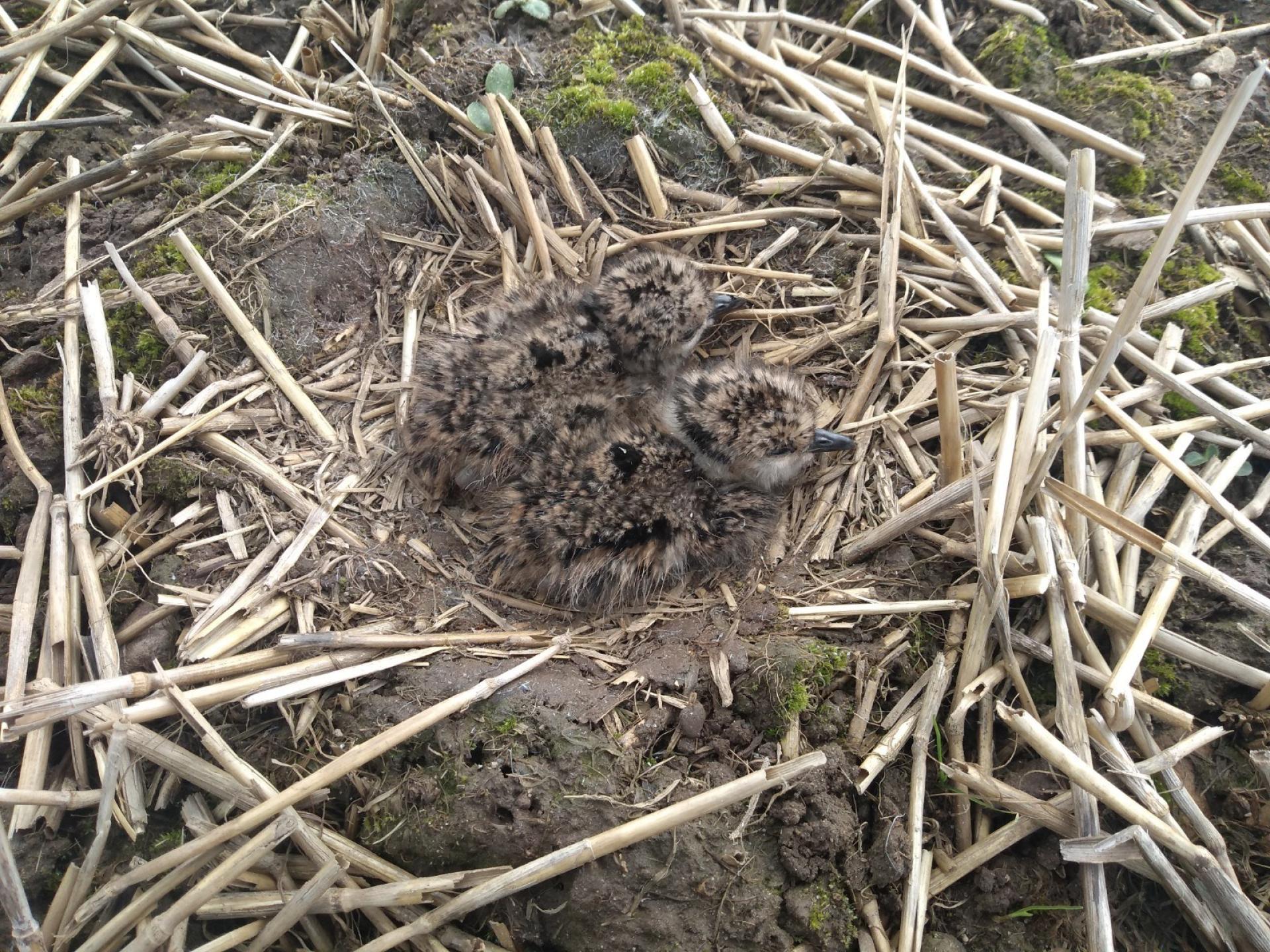 Two lapwing chicks in a nest on the ground.