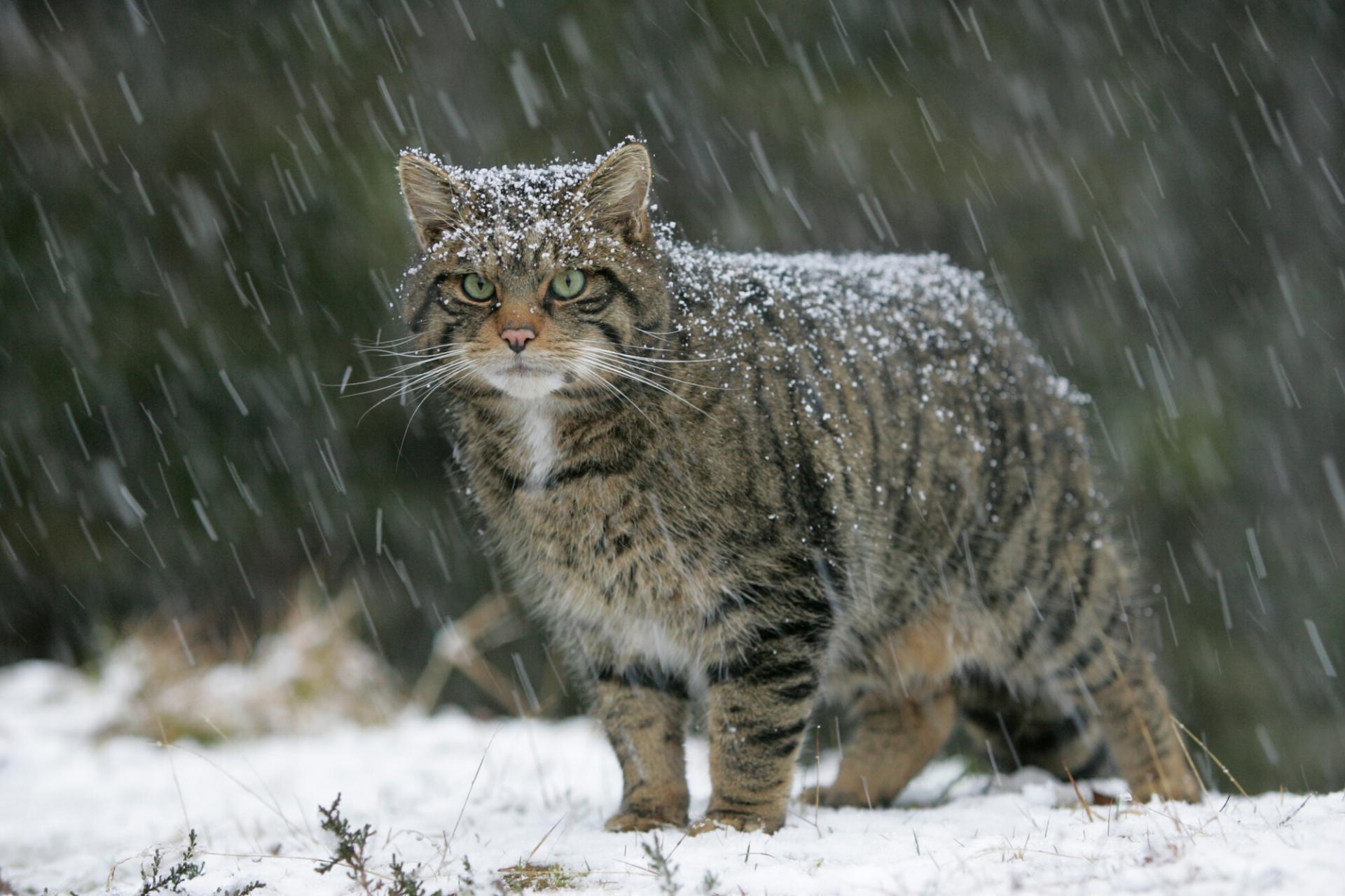 Scottish wildcat standing in snow shower