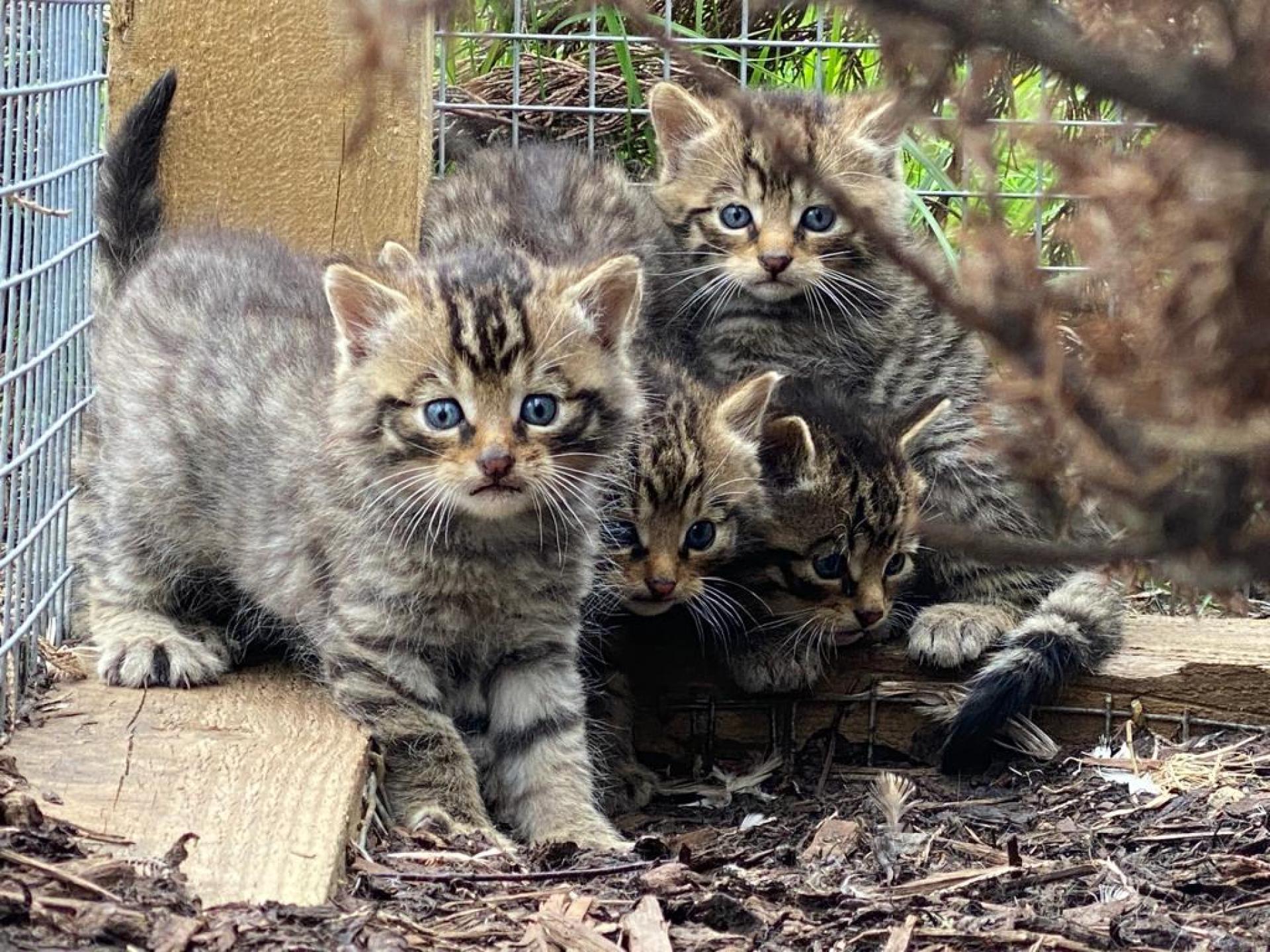 Four wildcat kittens at the Saving Wildcats breed for release centre at Highland Wildlife Park.